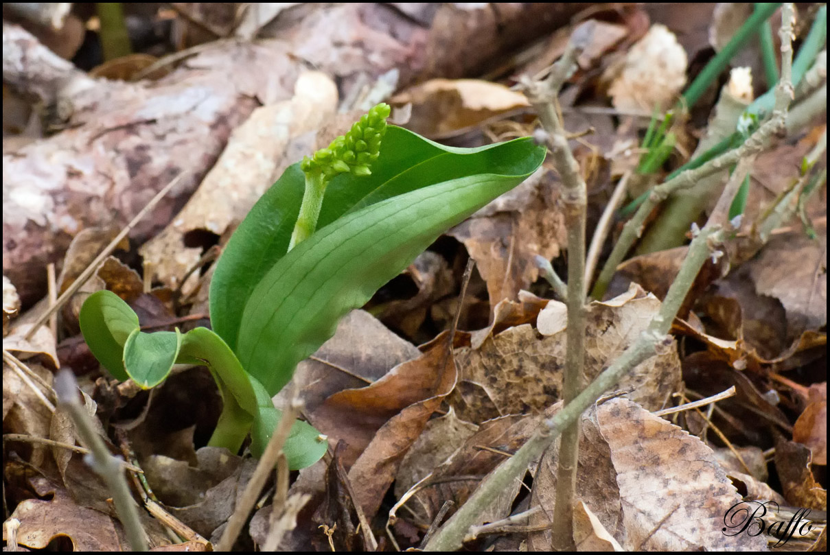 Listera ovata (L.) R.Br. In W.T. Aiton